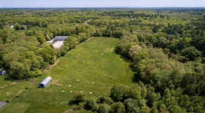 Edith Wislocki's hay field and surrounding woods, which she aims to place under conservation restrictions. (Robin Lubbock/WBUR)