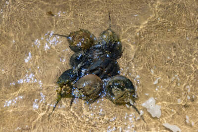 Eight smaller male horseshoe crabs surround a female while she is laying eggs in the sand during horseshoe crab breeding season in Orleans. (Jesse Costa/WBUR)