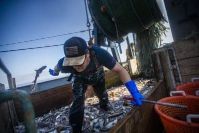 Fisherman Jamey McGroarty hurls a dogfish overboard to begin separating the squid from the bycatch from his haul. (Jesse Costa/WBUR)