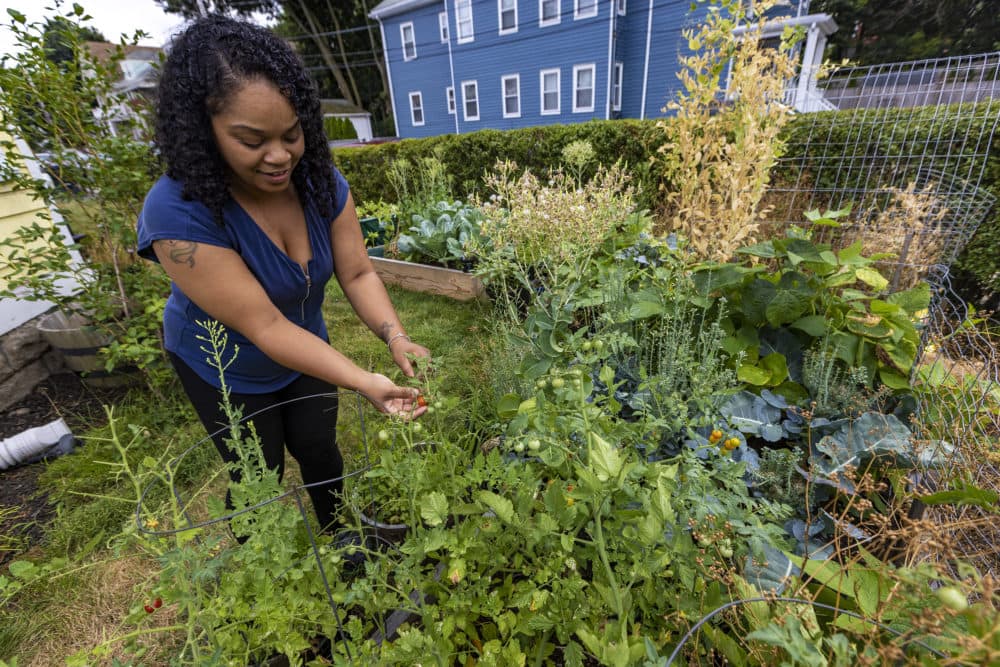 Racy Cardosa picks a cherry tomato from her garden in Dorchester. (Jesse Costa/WBUR)