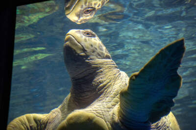 Myrtle, a green sea turtle, approaches the surface of the Giant Ocean Tank at the New England Aquarium. (Robin Lubbock/WBUR)