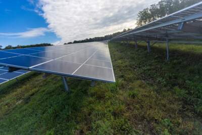 Wallum Lake Solar Farm in Douglas, Massachusetts. (Jesse Costa/WBUR)