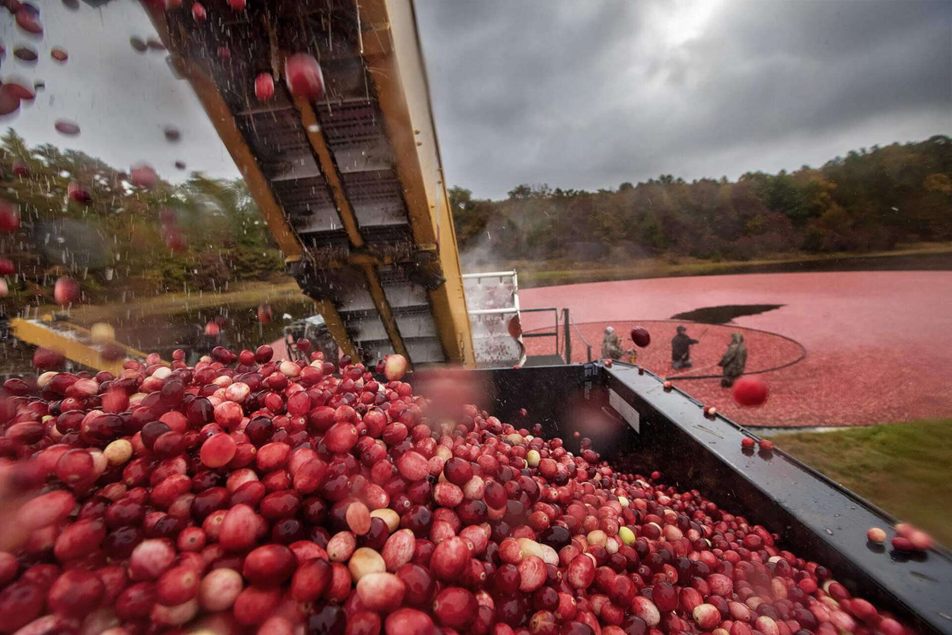 Cranberries during the harvest process in Massachusetts. (Jesse Costa/WBUR)