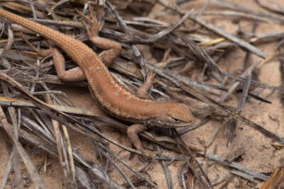 A Dunes Sagebrush lizard. (U.S. Fish and Wildlife Service via AP)