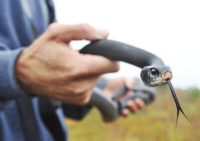 In this 2010 file photo a Maine Department of Inland Fish and Wildlife herpetologist holds a black racer snake captured in a trap. (John Ewing/Portland Press Herald via Getty Images)