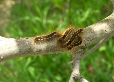 Browntail moth caterpillars can be identified based on the distinctive orange dots on their backs. (Tom Schmeelk/Maine Forest Service via NHPR)