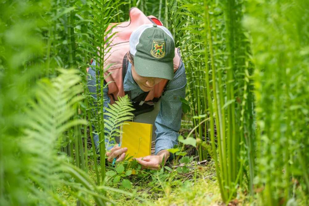 Grace Glynn, a botanist with the Vermont Fish and Wildlife Department, looks at a false mermaid-weed specimen, part of a newly discovered population in Addison County. The plant was previously thought to be extinct in the state. (Courtesy of Vermont Fish and Wildlife Department via Vermont Public)