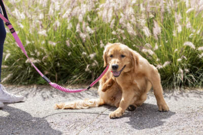 A Golden Retriever scratches during a walk in the park. (Getty Images)