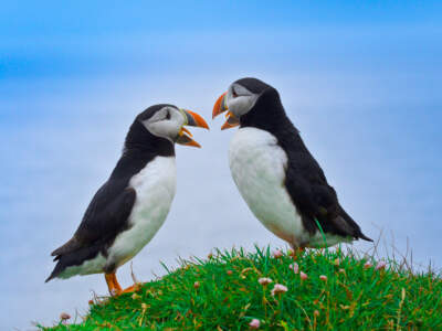 Two Atlantic puffins standing on green grass, face to face, as if they were in a conversation, with blue ocean waters in background. (Getty Images)