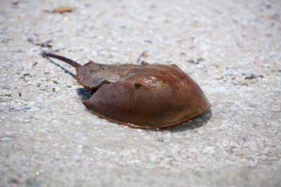 A horseshoe crab on the beach in Naples, Florida. (Dennis Axer/Getty Images)