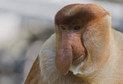 Adult male Proboscis Monkey (Nasalis larvatus) in Labuk Bay, Sabah, Borneo. (Getty)