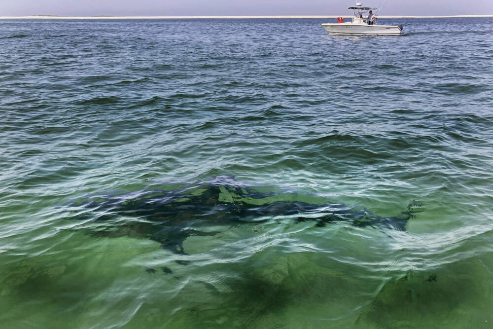 A shark is seen swimming across a sand bar on Aug. 13, 2021 off the coast of Cape Cod. (Phil Marcelo/AP)