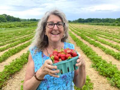 In Ipswich, food historian Susan Benjamin was gleeful after filling a quart of strawberries at Russell Orchards. (Andrea Shea/WBUR)
