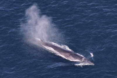 This image provided by NOAA, shows a rare sei whale visiting the waters off New England on May 25, 2024. (NOAA via AP)