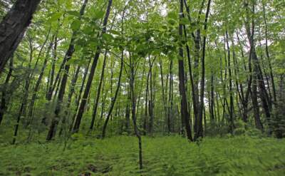 A new-growth tree sprouts up on protected conservation land in Weston, Mass. (Charles Krupa/AP)