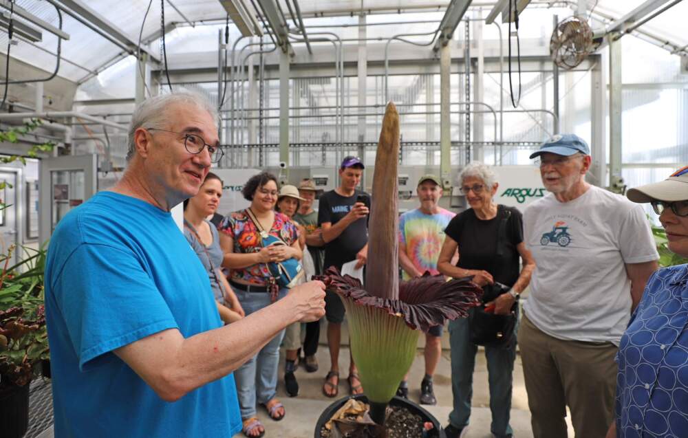 Arnold Arboretum Director Ned Friedman shows off the corpse flower. (Courtesy Jon Herman/Arnold Arboretum)