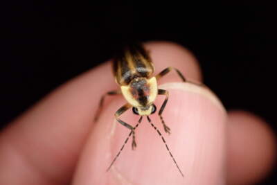 A Photuris firefly in hand. Firefly expert Richard Joyce says females in this genus trick males of other firefly species by mimicking their flash patterns — only to kill and eat them. (Richard Joyce/Xerces Society)