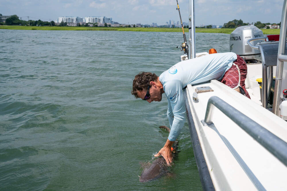 New England Aquarium research scientist Dr. Jeff Kneebone conducts field research on a sand tiger shark in Boston Harbor. (Courtesy of the New England Aquarium)