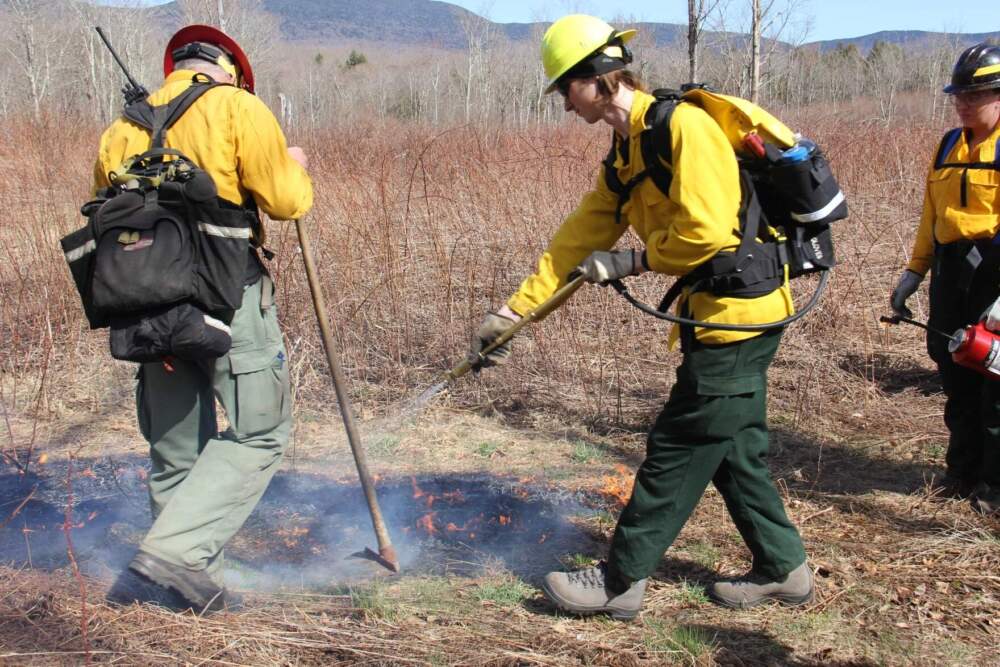 Forest Service biologists decide which areas to target for prescribed burns. Some burn every two or three years, while others have never burned before, like the site in Ripton. (Lexi Krupp/Vermont Public)