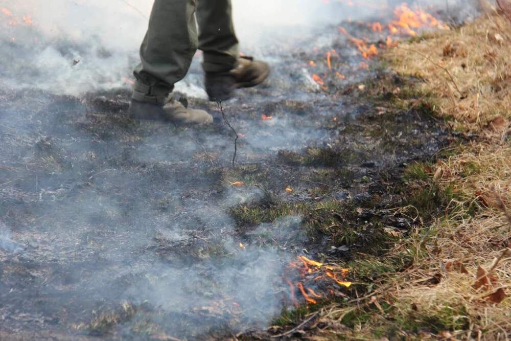 The blackline acts as a buffer to keep fire from escaping outside the prescribed burn area. (Lexi Krupp/Vermont Public)