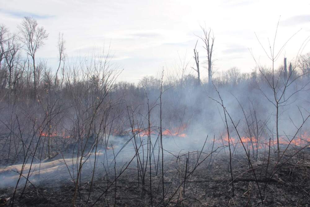 Firefighters typically burn hundreds of acres of the Green Mountain National Forest each spring. The same day as the fire in Ripton, groups burned units in Wallingford, Wardsboro, and Grout Pond. (Lexi Krupp/Vermont Public)