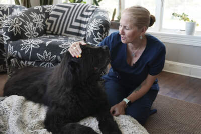 Dr. Lisa Walling greets her 13-year-old hospice patient, Rugby, a Newfoundland, in the dog's home in Bedford, N.Y., on Tuesday, May 7, 2024. As an end-of-life care veterinarian, Walling is there to make sure animals are as comfortable as possible in their final days and help humans through the difficult decision of knowing when it’s time to say good-bye. (Mary Conlon/AP)